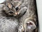 kitten