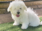 puppy  crystal