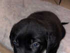 Puppy