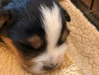 Puppy