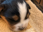 puppy