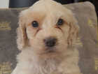 Puppy