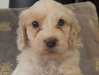 orange puppy