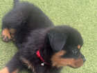 Puppy