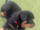 puppy