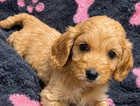 Puppy