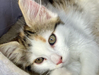 kitten