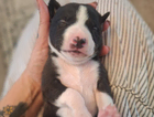 puppy