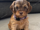 purple collar