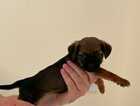 Puppy