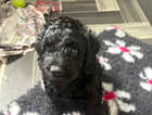 Puppy