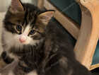 Kitten