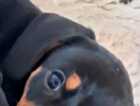 Puppy
