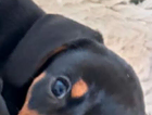 puppy