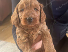 puppy