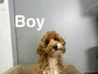 Puppy