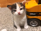 kitten