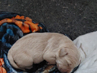 puppy
