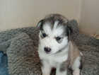 Puppy