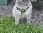 Missing male ragdoll (Tom)