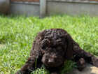 Puppy