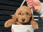 Puppy