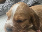 puppy