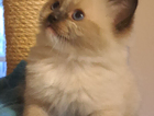 archie