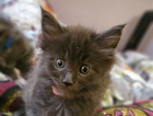 kitten