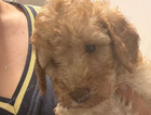 puppy