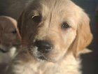 puppy