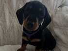 Puppy