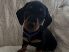 puppy