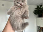 Kitten