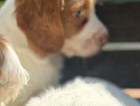 puppy