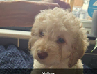 puppy