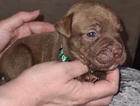 puppy