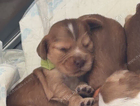 puppy