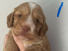 puppy