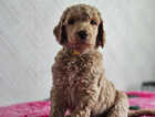 Puppy