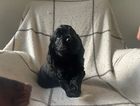 puppy