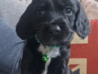 puppy