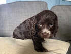 Puppy