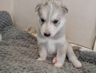 puppy