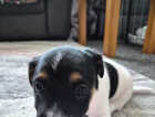 Puppy