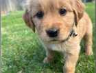 Puppy