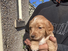 puppy