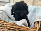 Puppy
