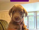 Puppy
