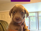 purple girl